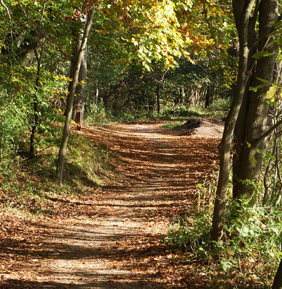 Danish Forest - У лісі