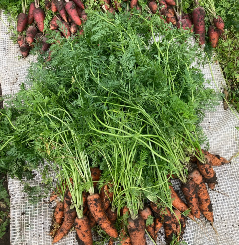 Guleroedder, carrots