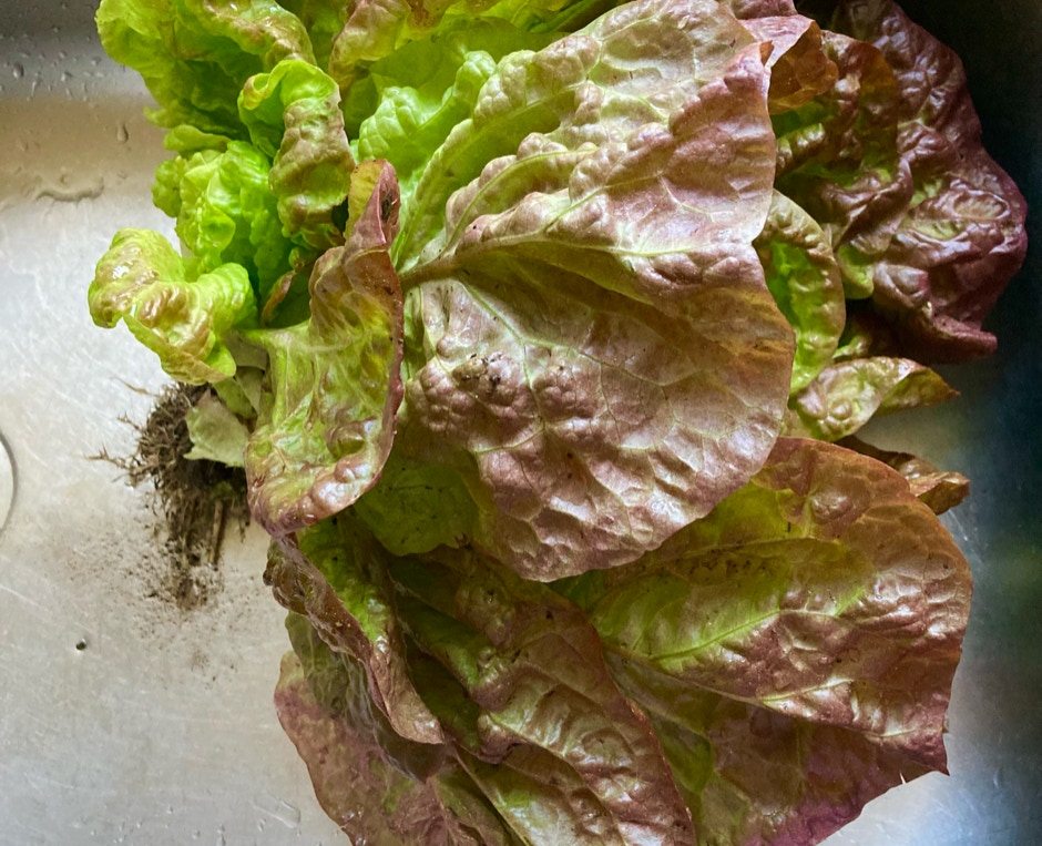 salat marvel of four seasons