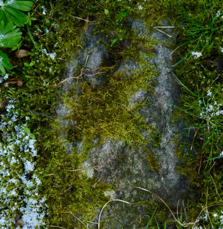 Stepping stone with moss