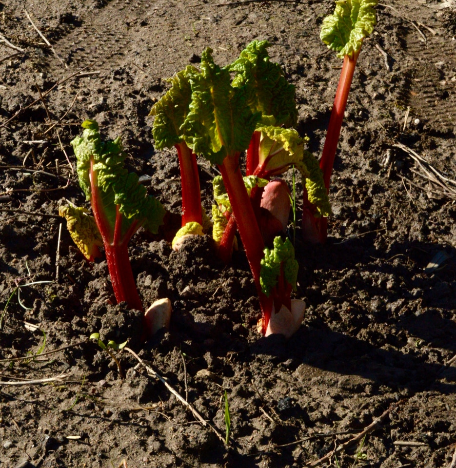 Rabarber Rhubarb sprouting
