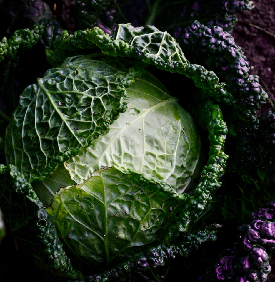 Savoy cabbage