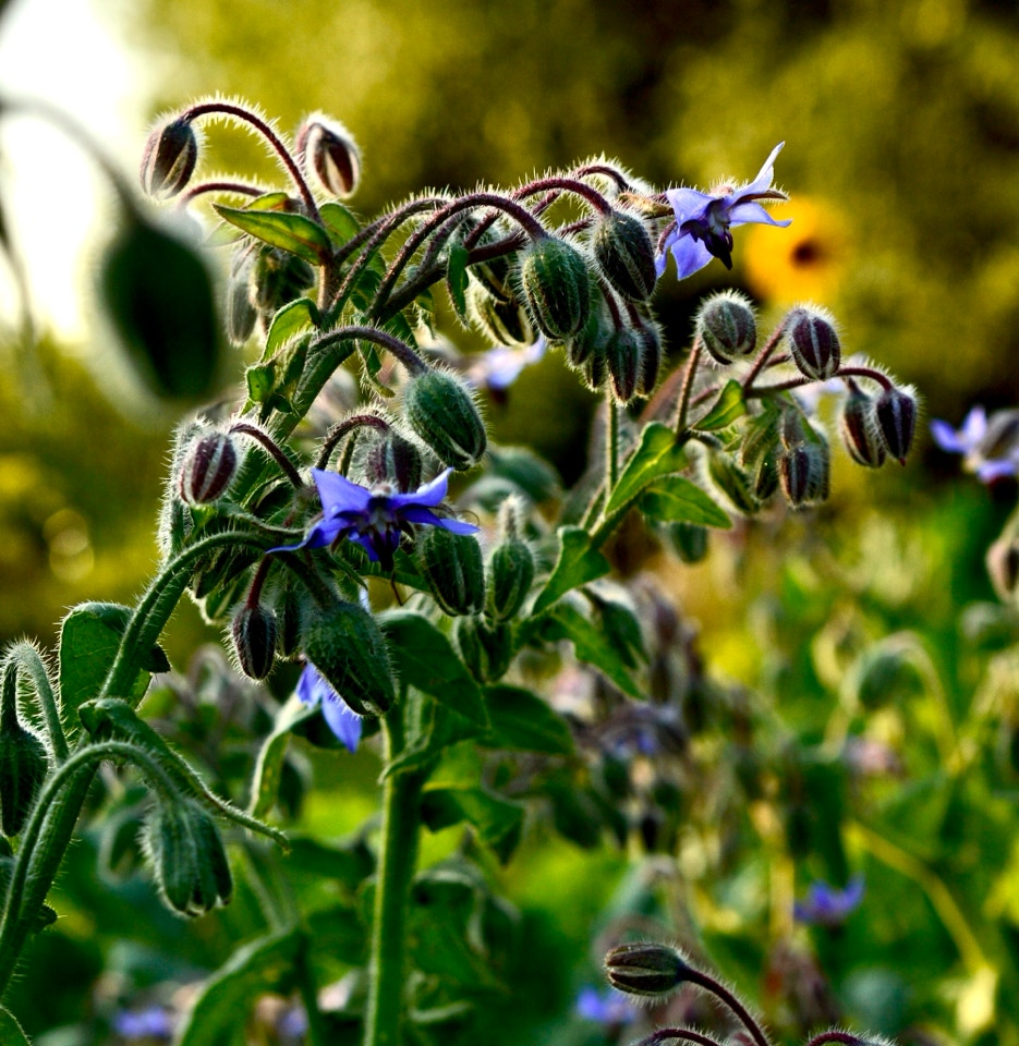 Borage flowers - Квіти бурачника