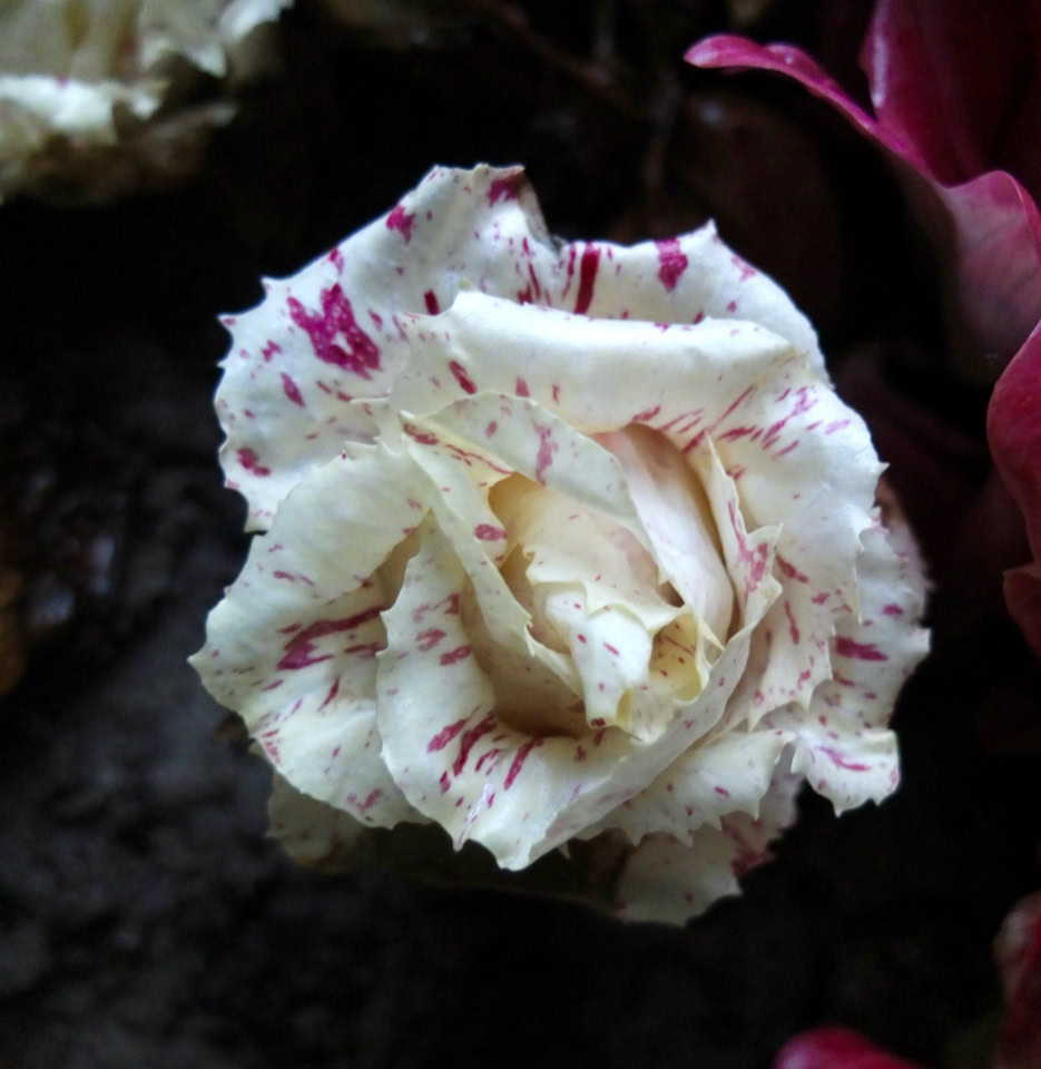 Julesalat Radicchio – ‘Variegata di Castelfranco’