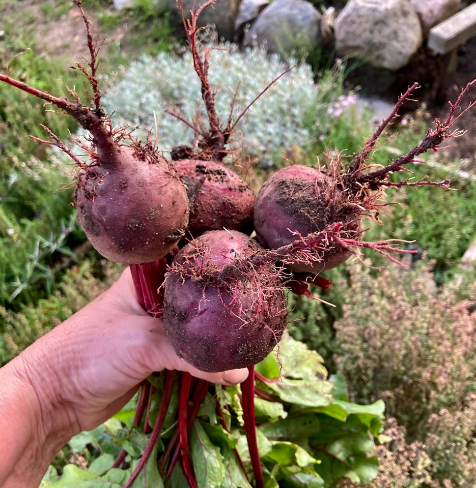 Roedbeder Beetroots 