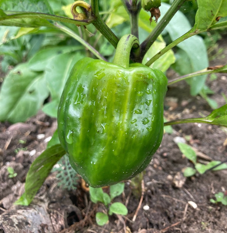 øko peberfrugt pepper