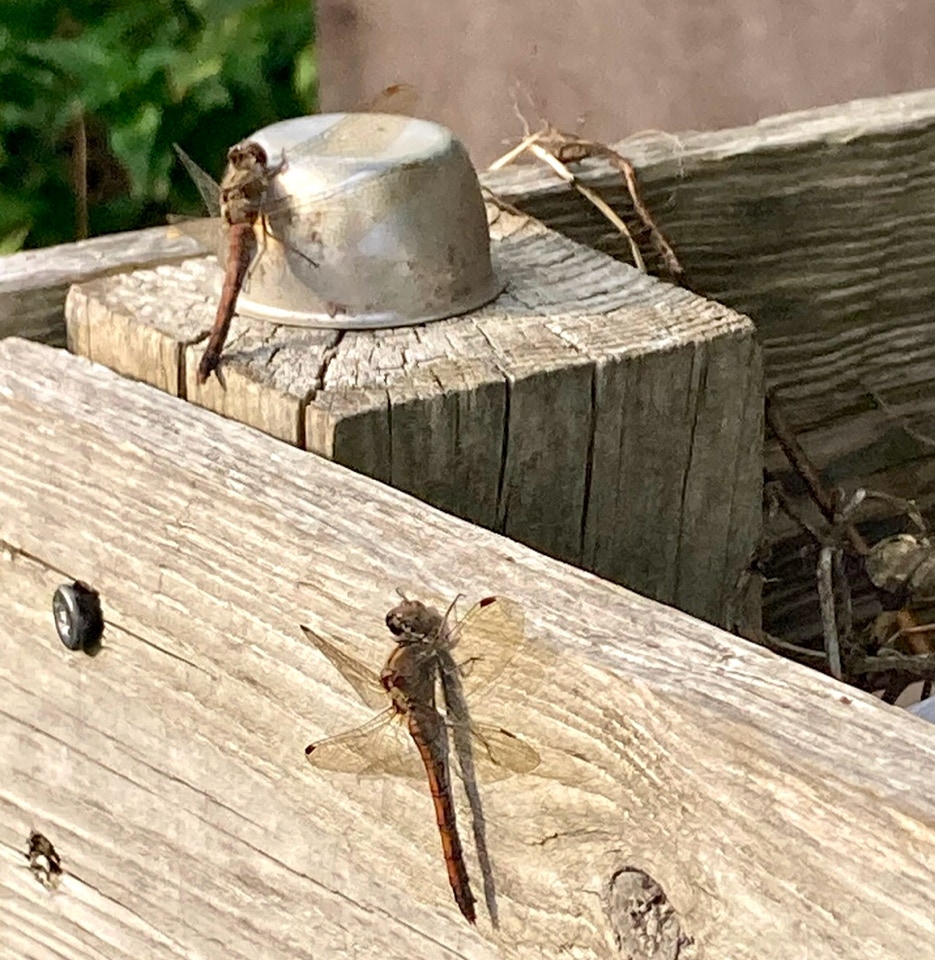 Guldsmede Odonata dragonfly
