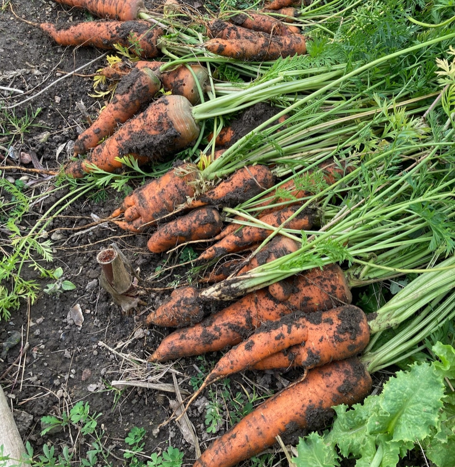 Guleroedder Autumn King