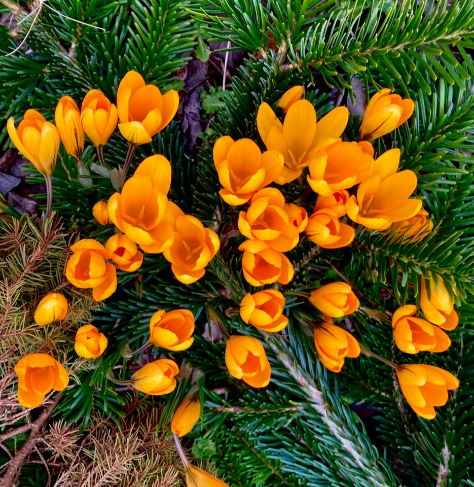 Crocus - крокус 