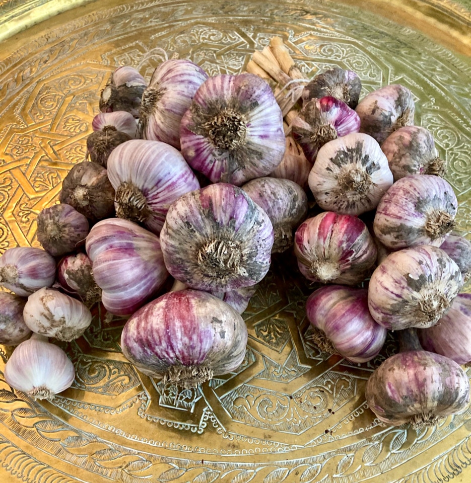 Зібраний та очищений твердий часник