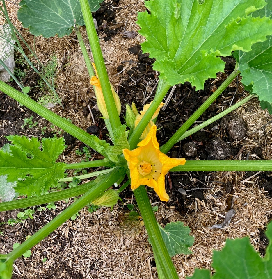 Zucchini - Кабачок