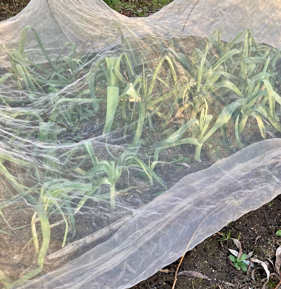 Porrer fiberdug - цибулі-порею