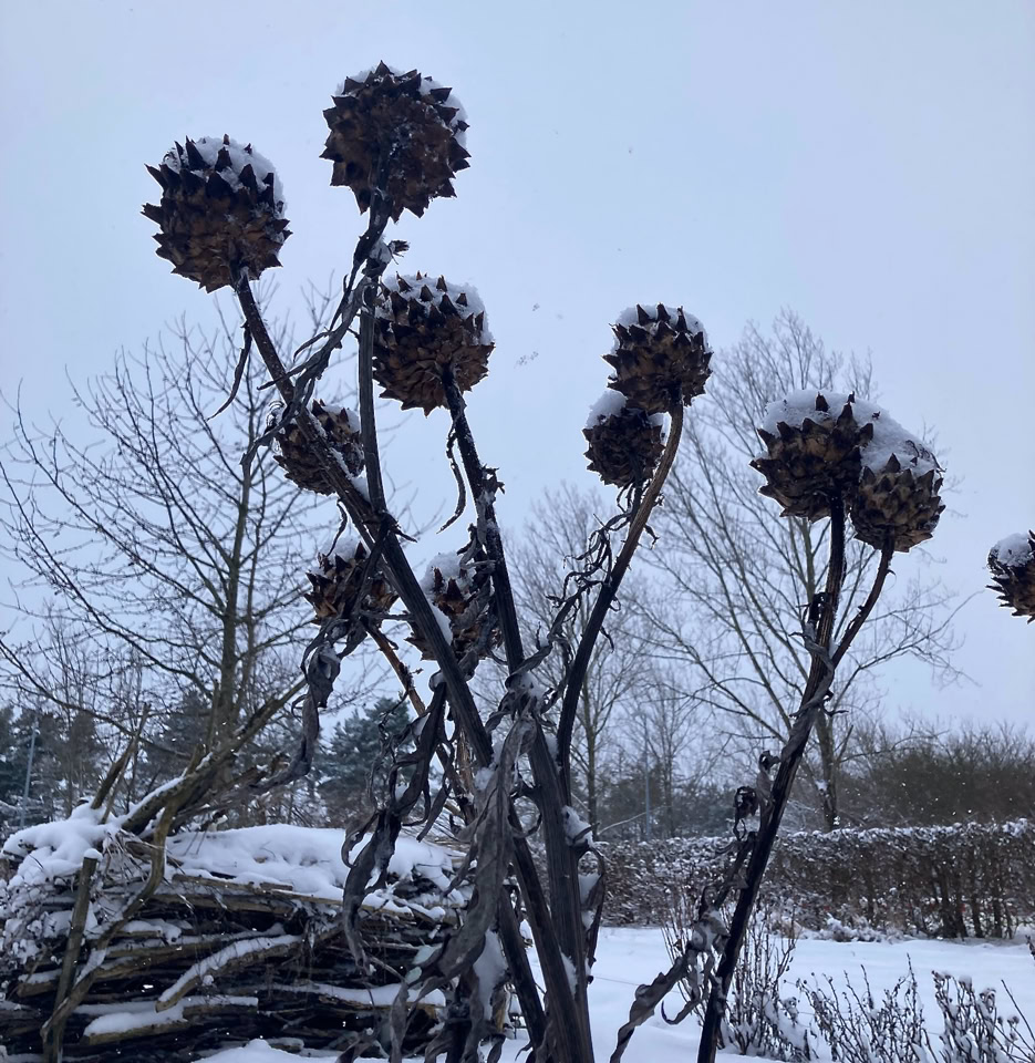 Artichokes - Рослини артишоку
