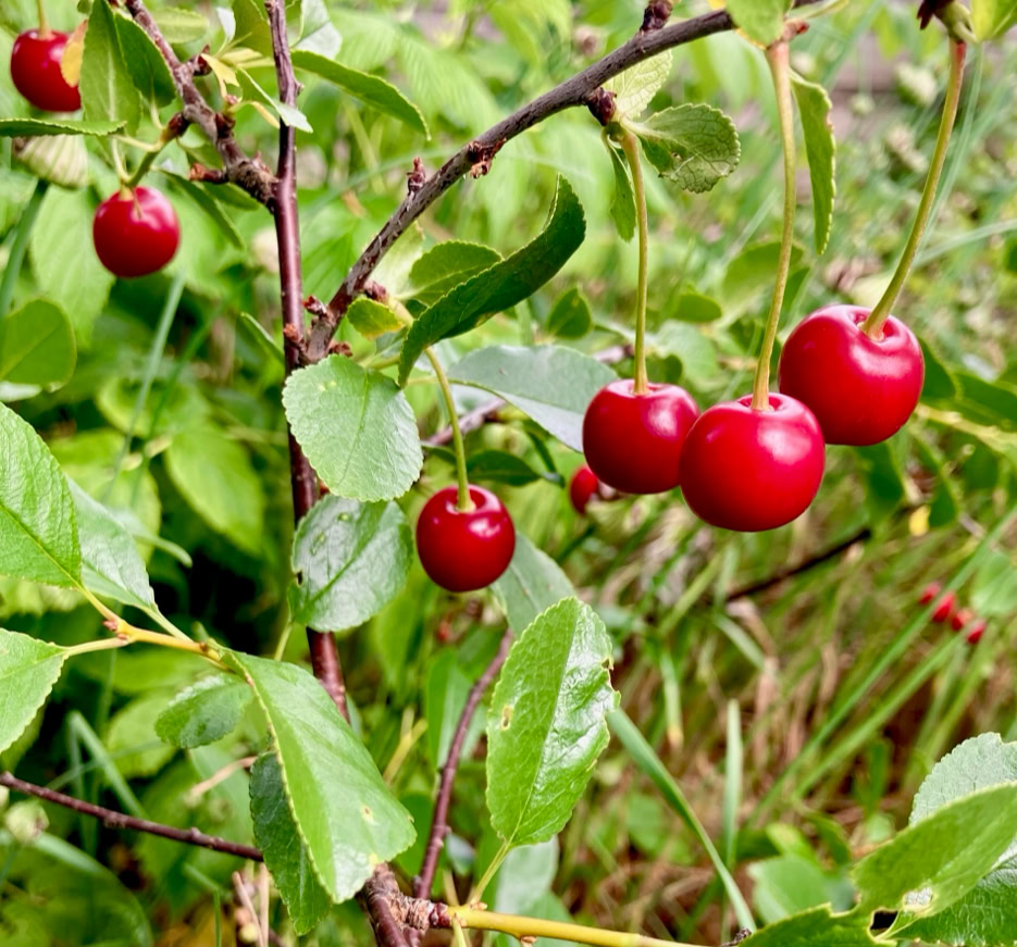 Organic cherries - Кущ з вишнями