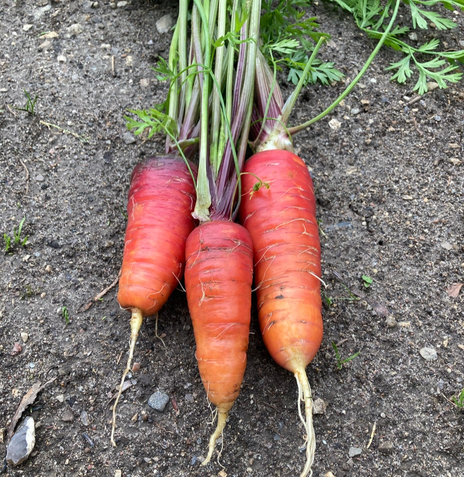gulerødder carrots Rouge Sang
