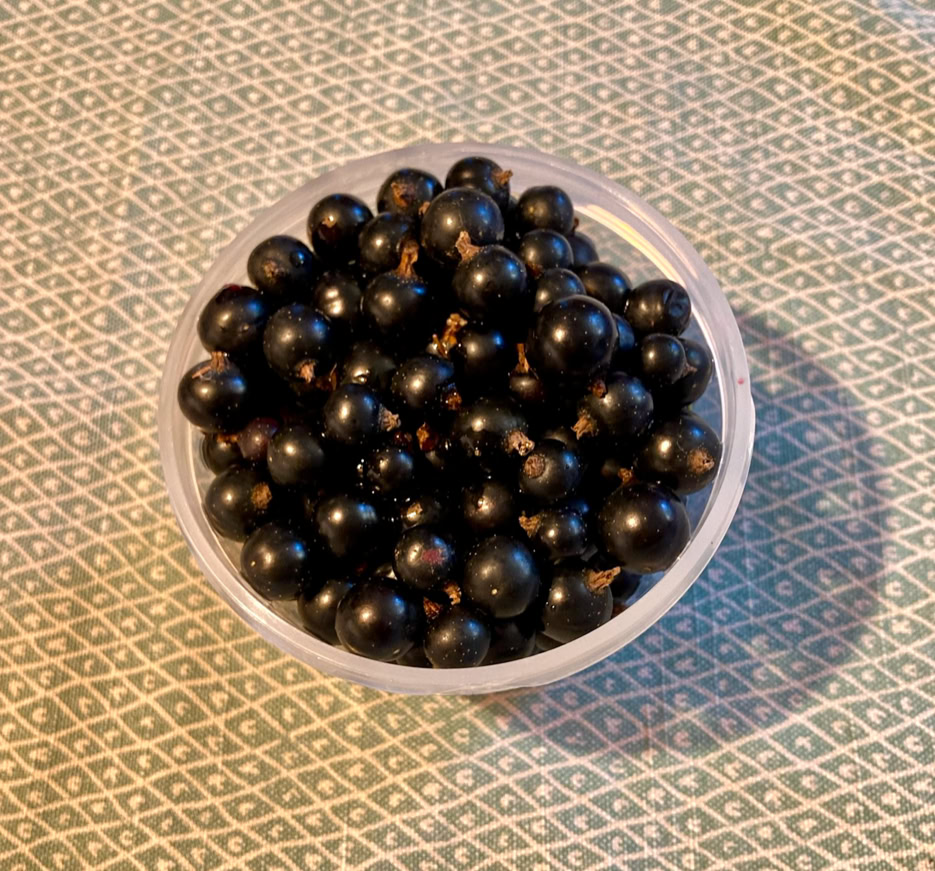 Black currants - Чорна смородина