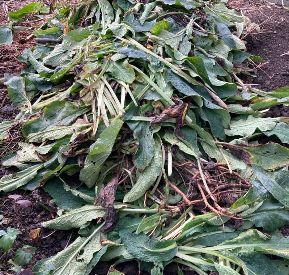 kulsukker blade Symphytum leaves 