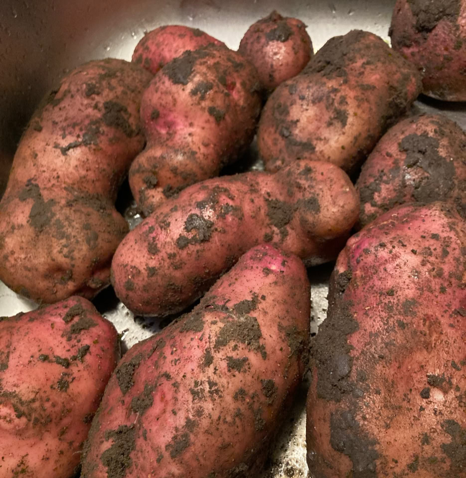 Sarpo Mira kartofler potatoes
