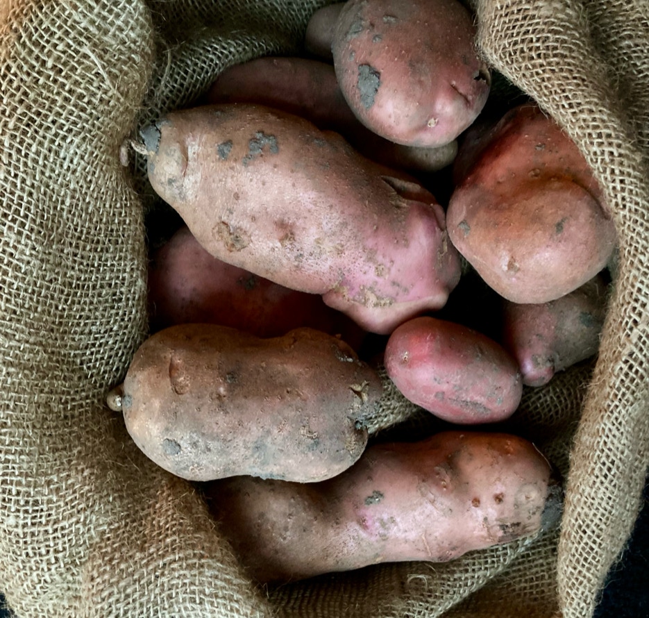 Desirée kartofler potatoes 2023