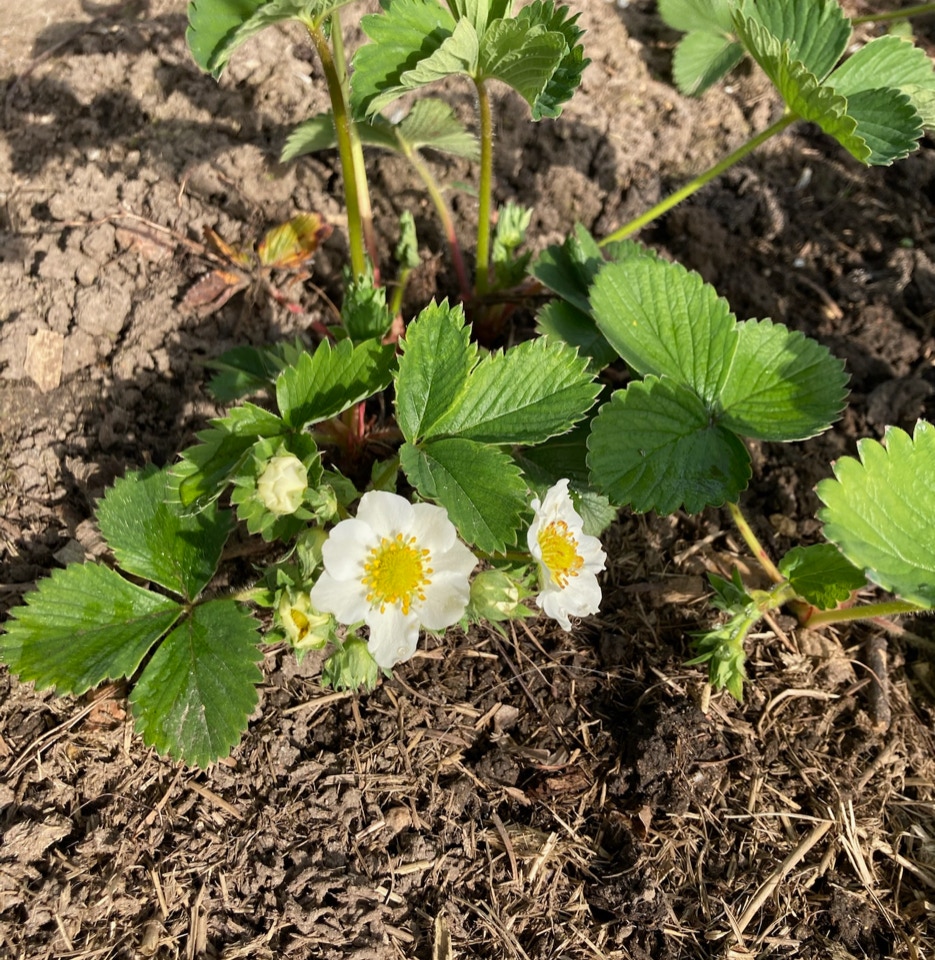 jordbaer strawberries oeko have organic garden
