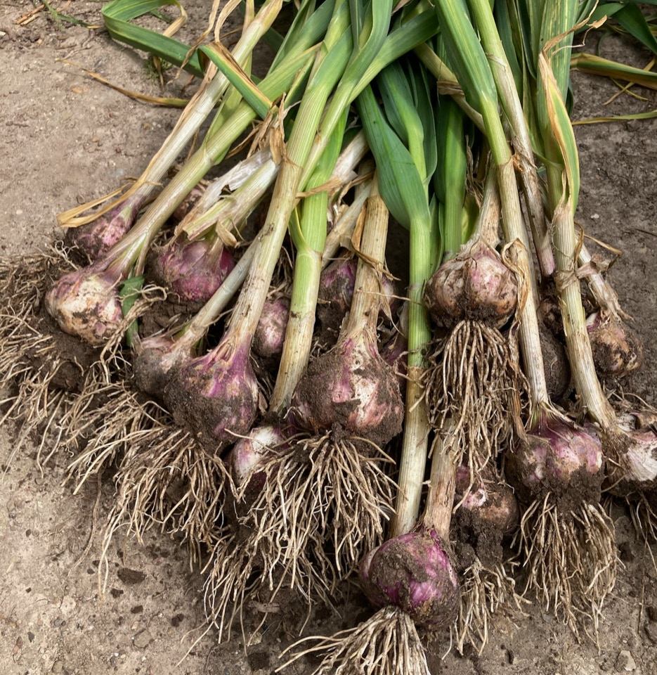 Allium Sativum Creole Germidour