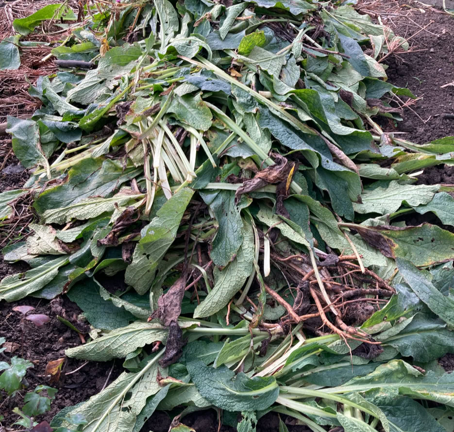 kulsukker blade Symphytum leaves 