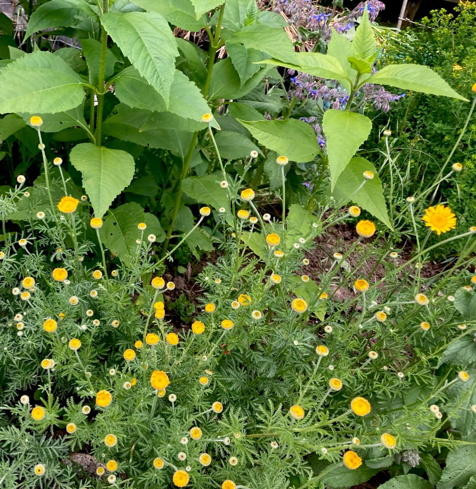 Farve-Gaaseurt (Anthemis tinctoria)