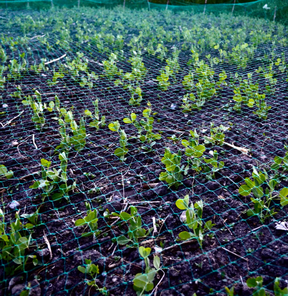 ærter under net peas under cover
