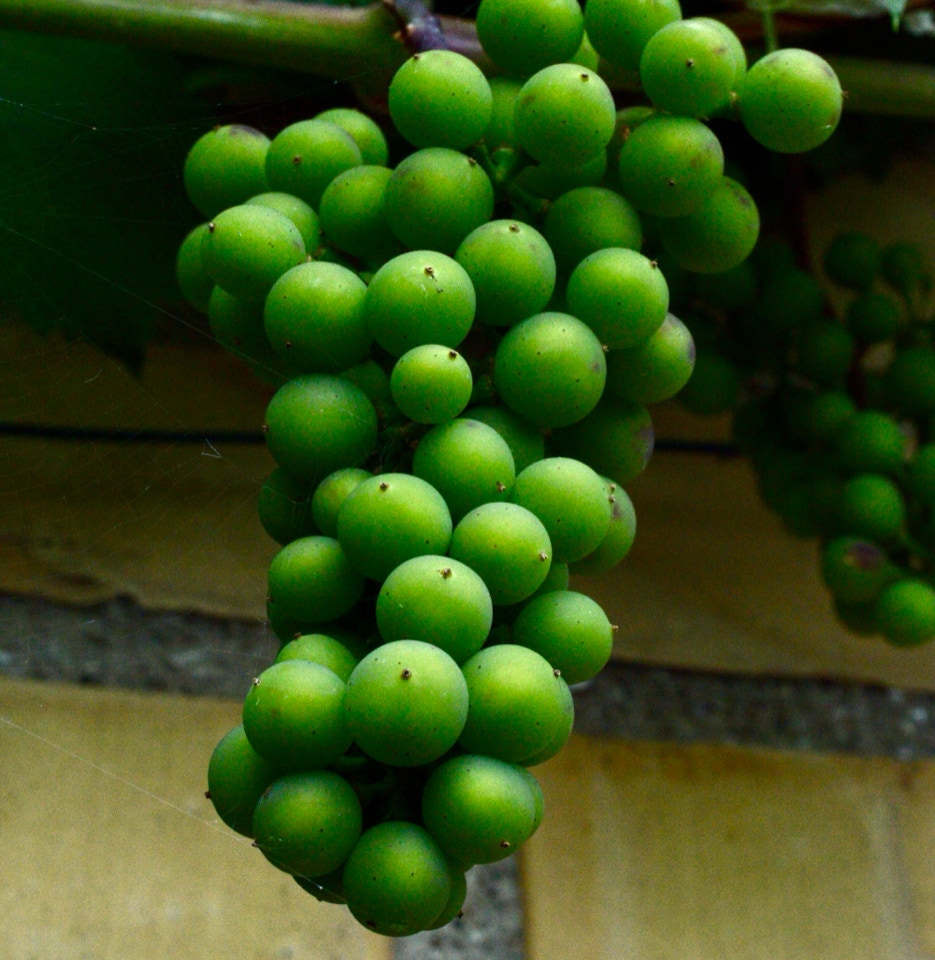 Grapes growing