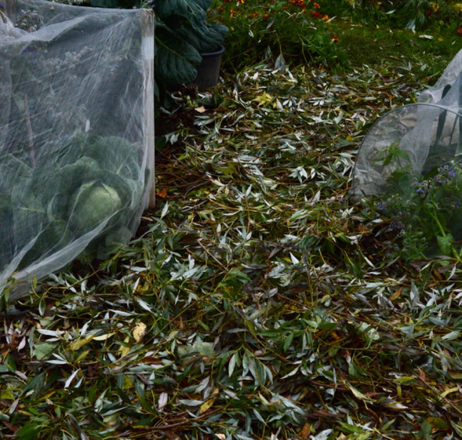 jorddaekke pil willow winter cover