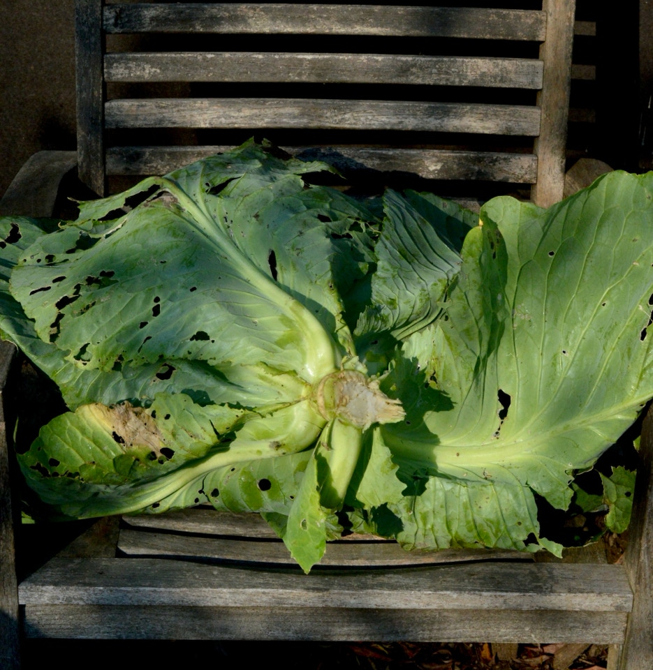 Spidskaal frisk pointed cabbage
