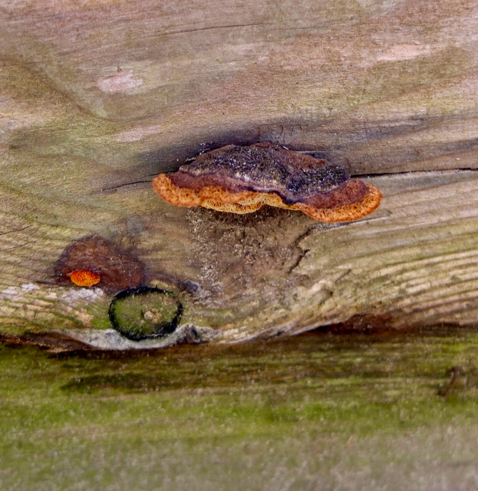 Fyrresvamp på hoejbed