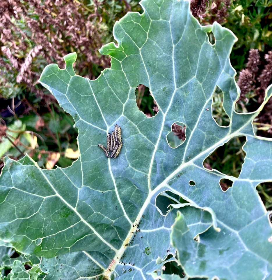 larve sommerfugl Pieris brassicae