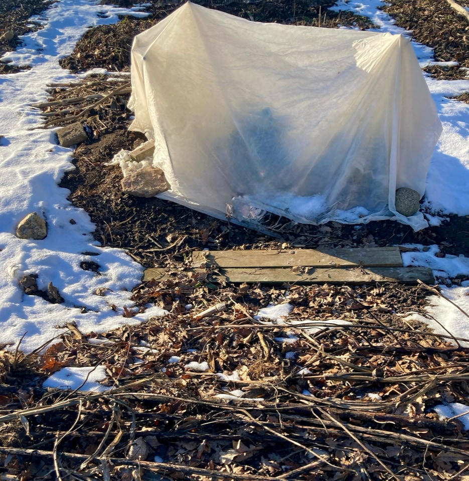 9 star cabbage - Капуста 9 зірок