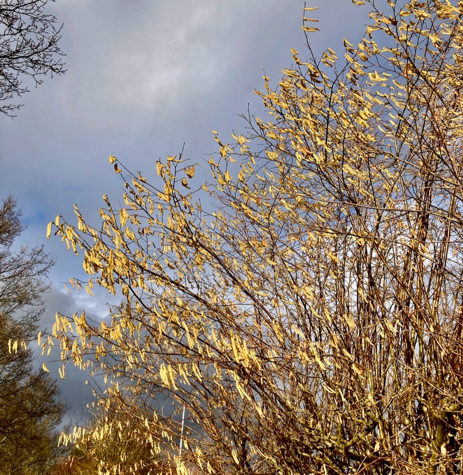 Hazel catkins - квітучий кущ ліщини  