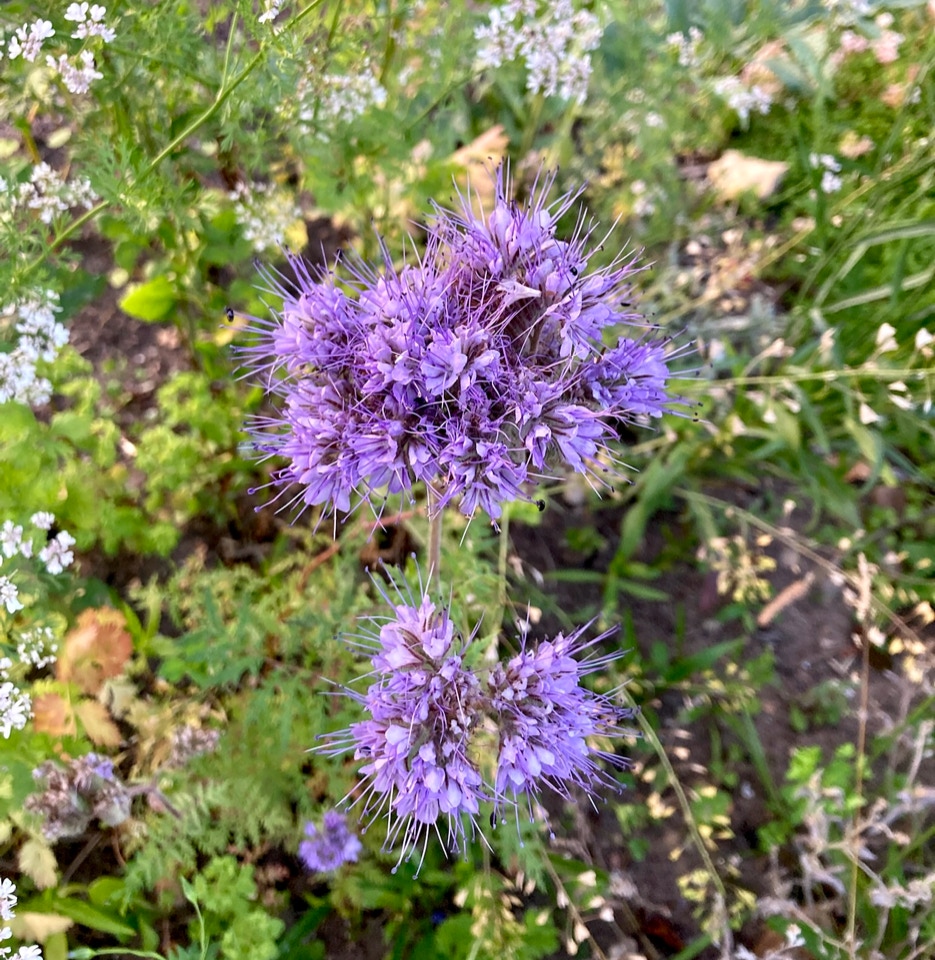 Phacelia esculentum - Фацелия