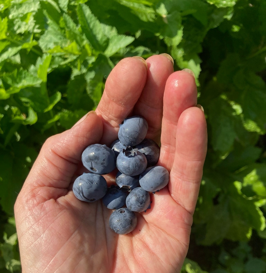 Hånd med blåbær - Рука чорниці