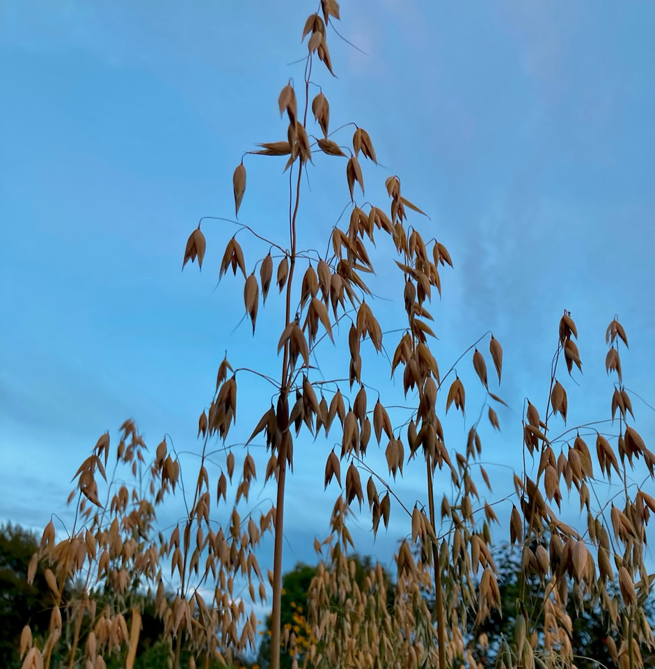 Oat plants - Вівсяні рослини