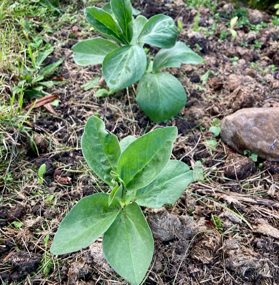 Broad bean plants - рослини бобів