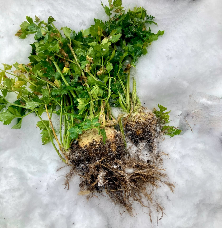 Celeriac snow - Селера снігу