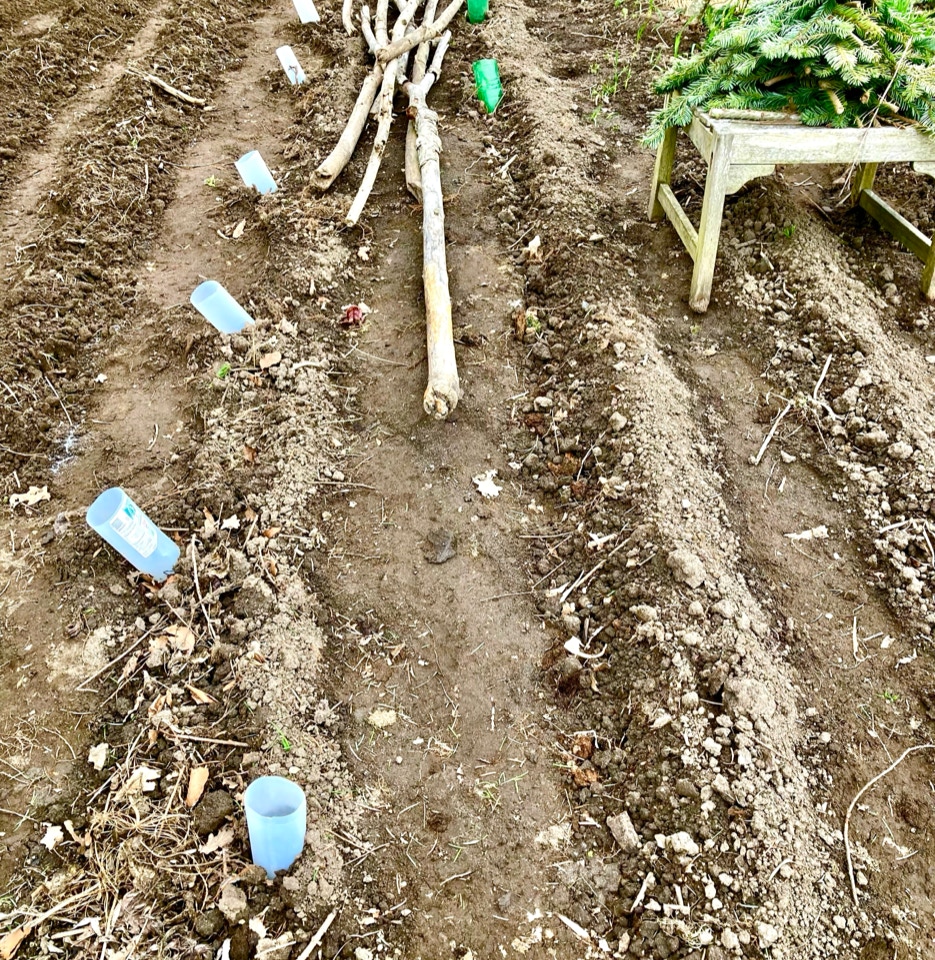 kartoffelrækker rows of spuds 