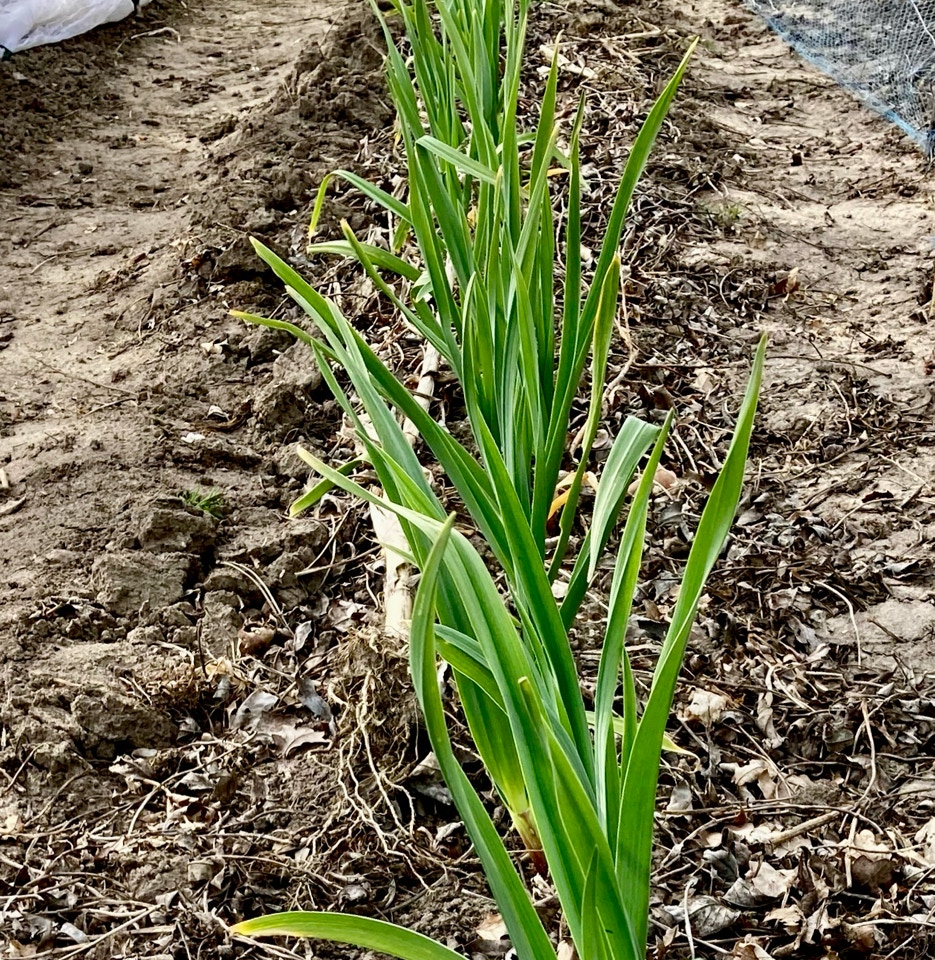 Hvidloeg garlic plants