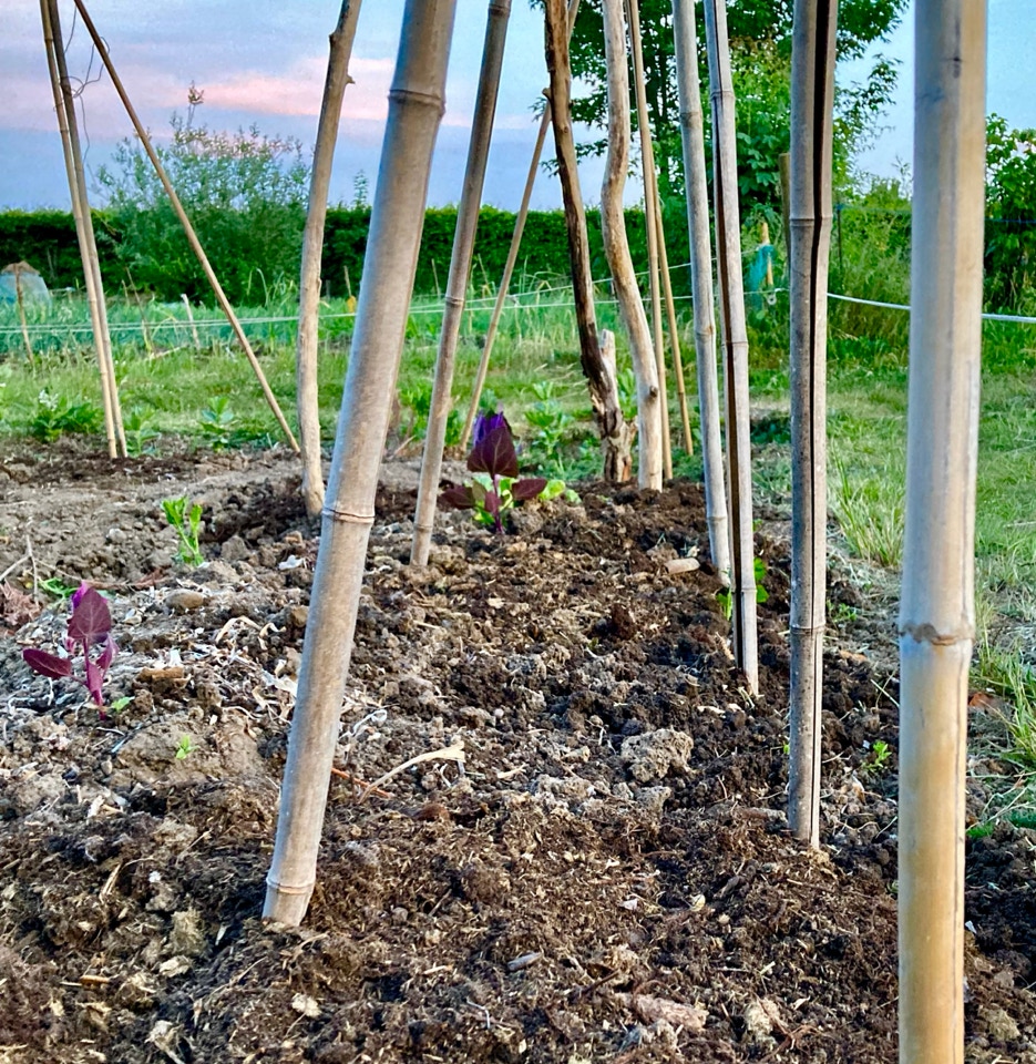 Boenne taarne bean towers climbing beans