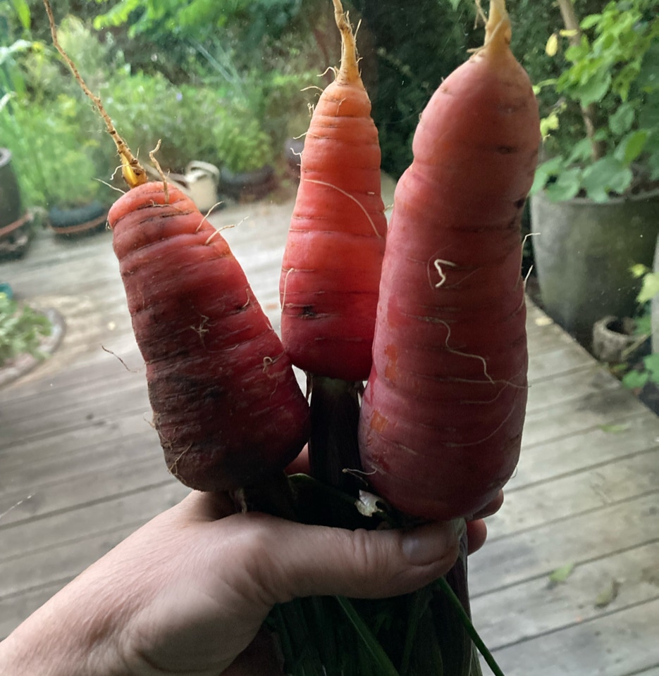gulerod carrots Rouge Sang
