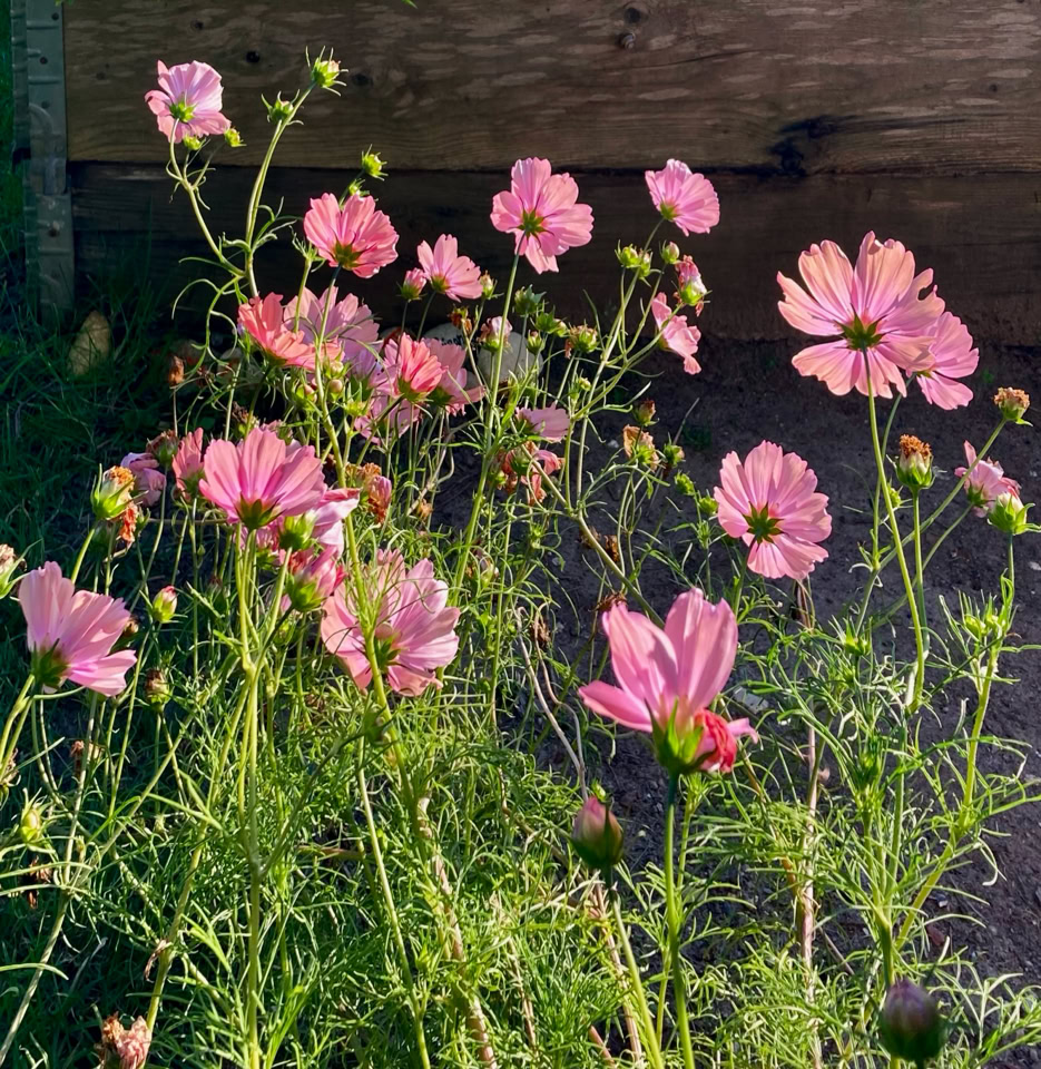 Cosmos, Apricotta