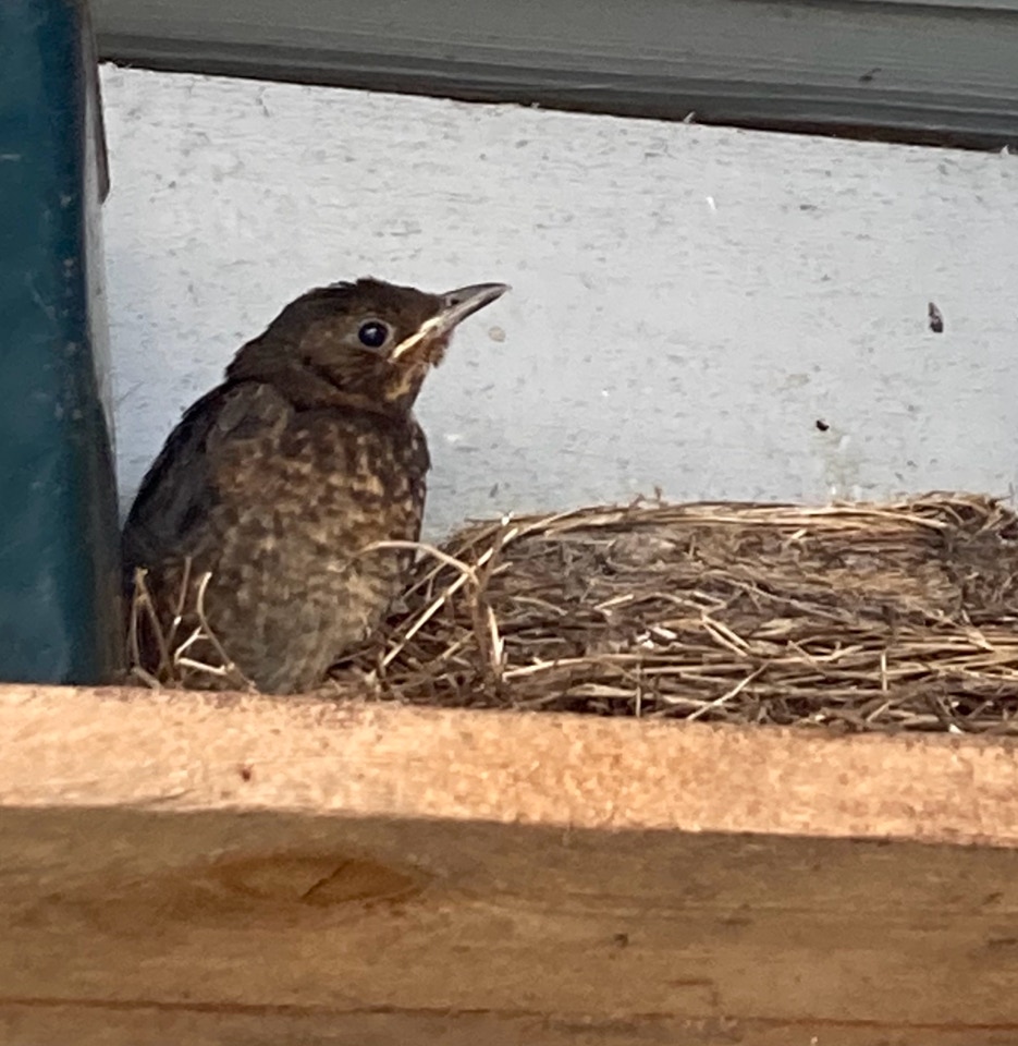 baby Blackbird nest solsorteunge