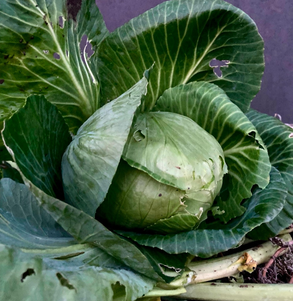 Økologisk spidskaal, organic cabbage