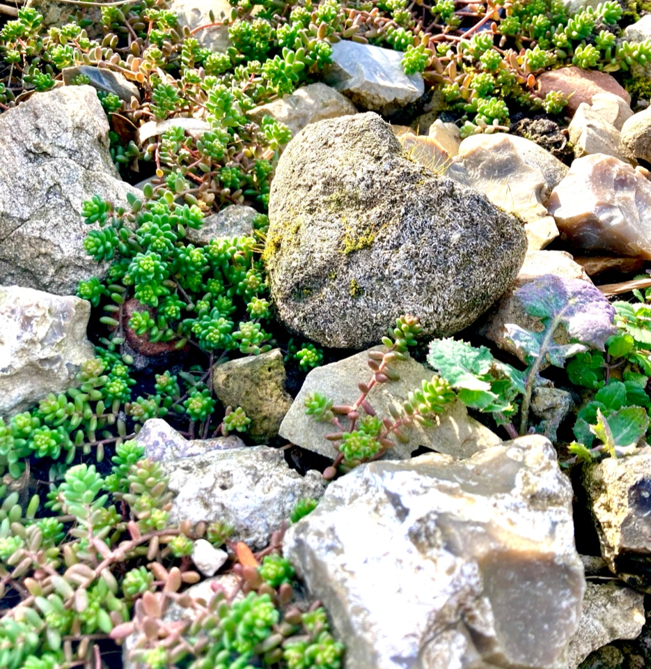 Bidende stenurt, Sedum acre, Sedum