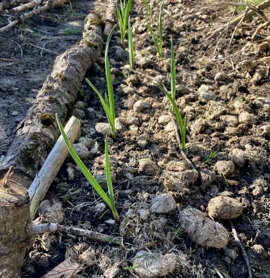 hvidløg garlic muck soil