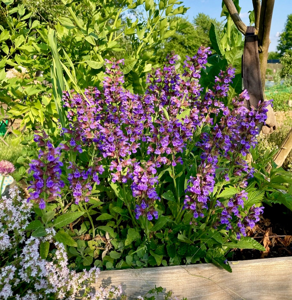 Isop Hyssop Hyssopus officinalis